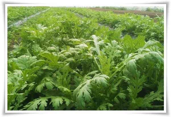 텃밭관리 &quot;3월에 심기 좋은 작물&quot; 감자 당근 상추 시금치 대파 비트 완두콩 ...