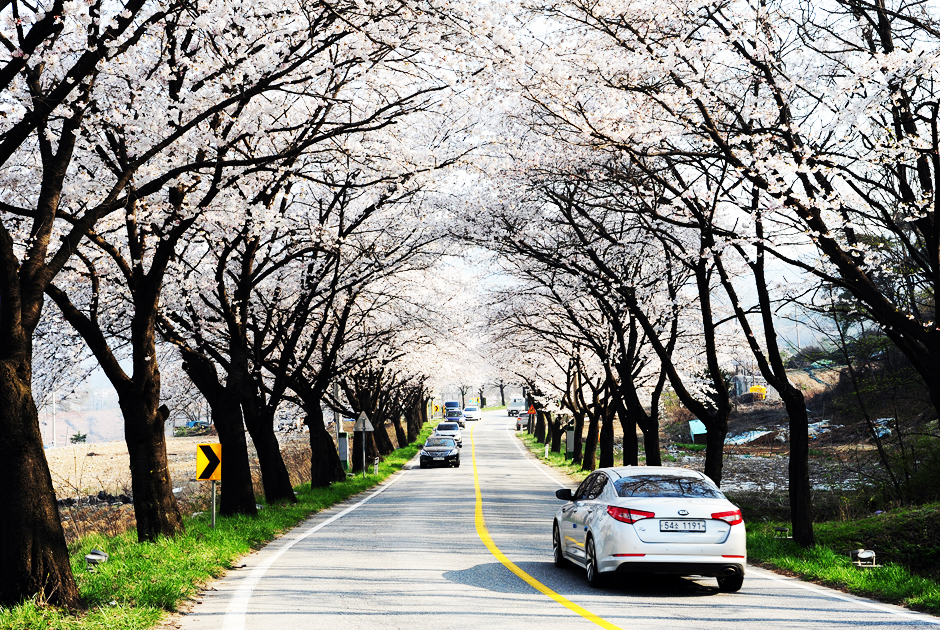 청풍호 벚꽃축제