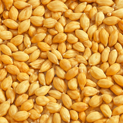 파로_활용_꿀팁_방법