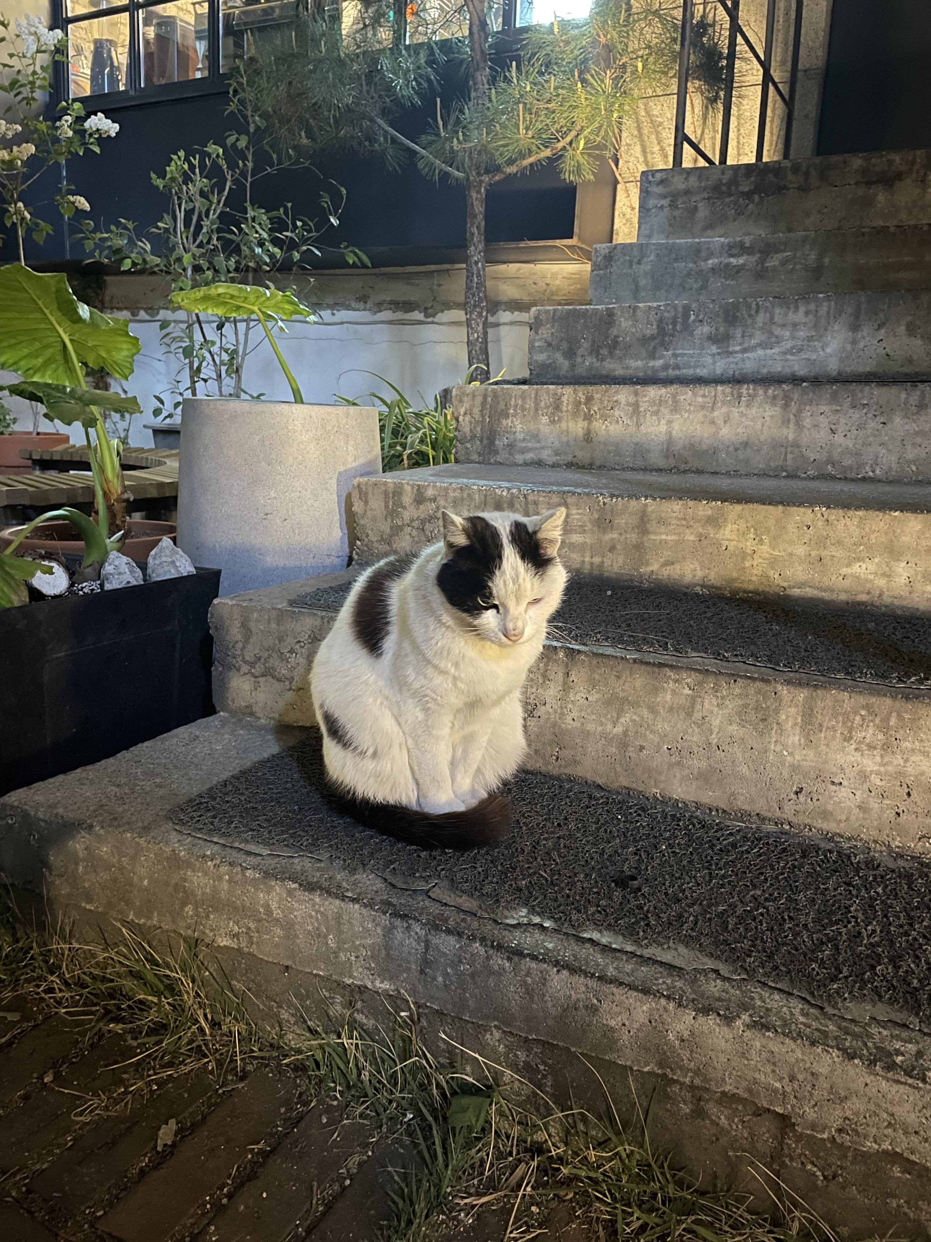 cat2