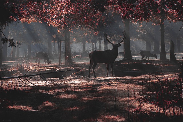 나리 공원