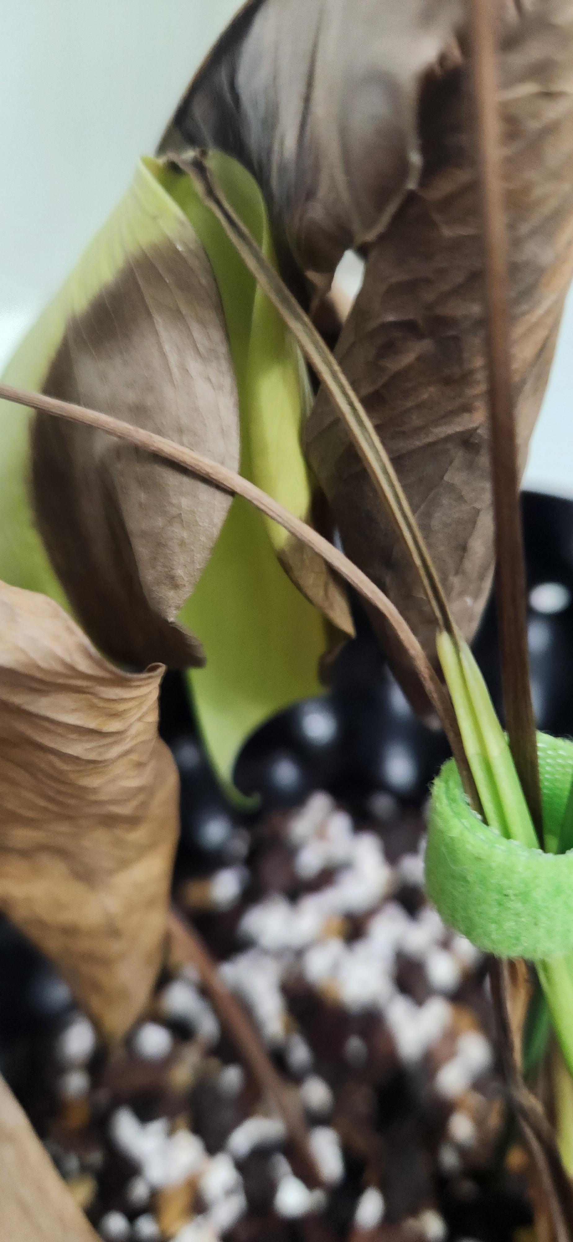 몬스테라 알보 줄기