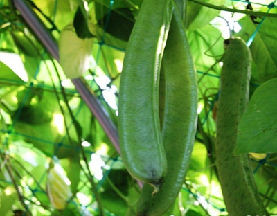 파바빈 열매 사진