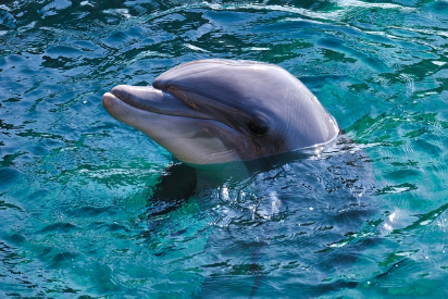 돌고래의 버블링: 물속의 공기 예술