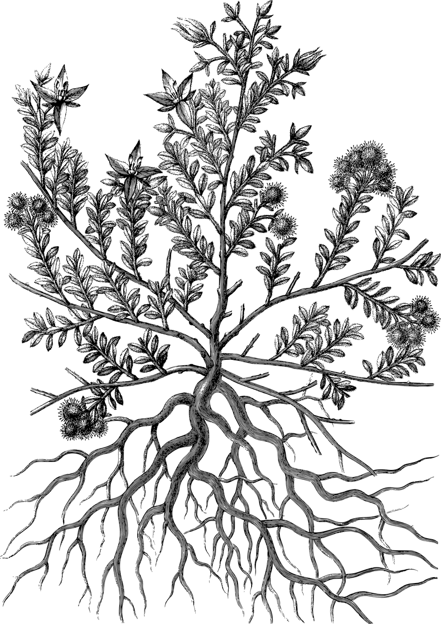 칡
