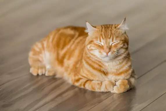 유기동물보호소 입양 비용