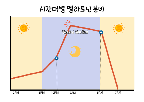 멜라토닌-시간대별 멜라토닌 분비
