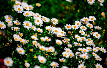 지역 언어와 지명에 담긴 문화의 가치