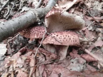 능이버섯 채취시기 산행 정보를 정리_13