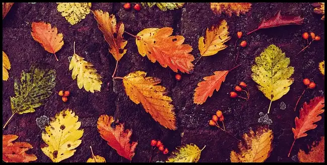 2024 내장산 단풍축제 기간 (국립공원)