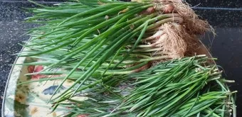 텃밭 부추 쪽파 재배 다년생 관리 수확주기 웃거름 월동_21