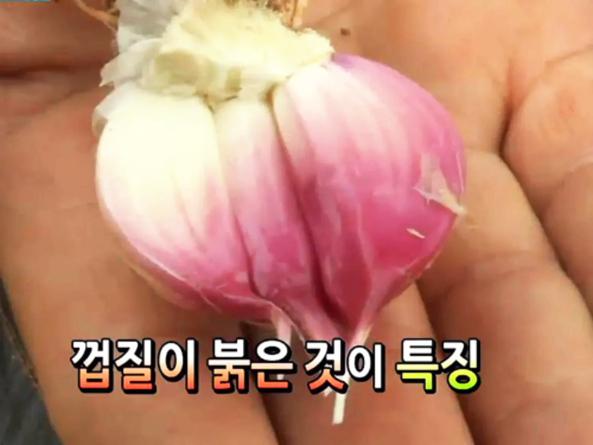 껍질이 붉은 마늘