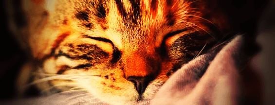 자고있는-새끼-고양이