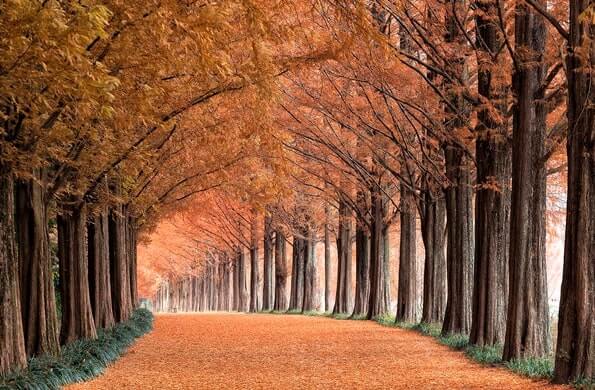 전남 담양 메타세콰이어길 드라이브 코스