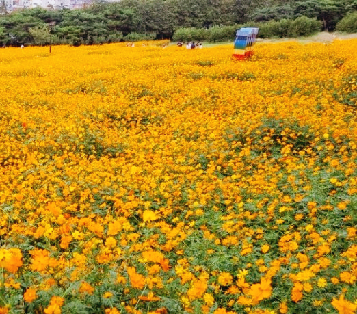 이월드 인생꽃 사진관