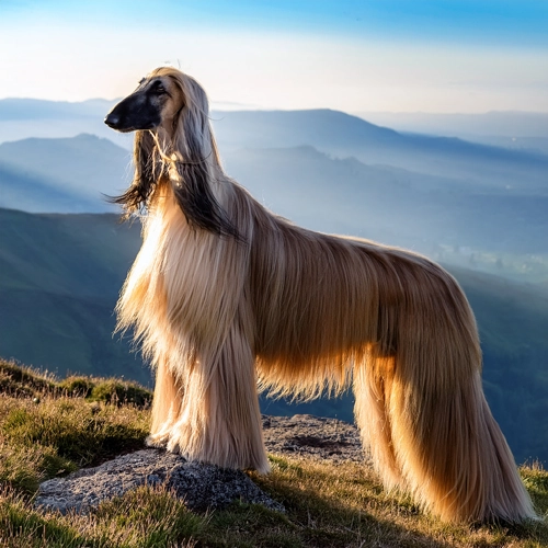 산등성이에 서 있는 아프간 하운드