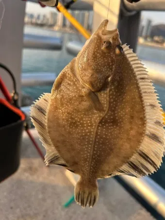 봄 도다리 제철 효능 레시피_9