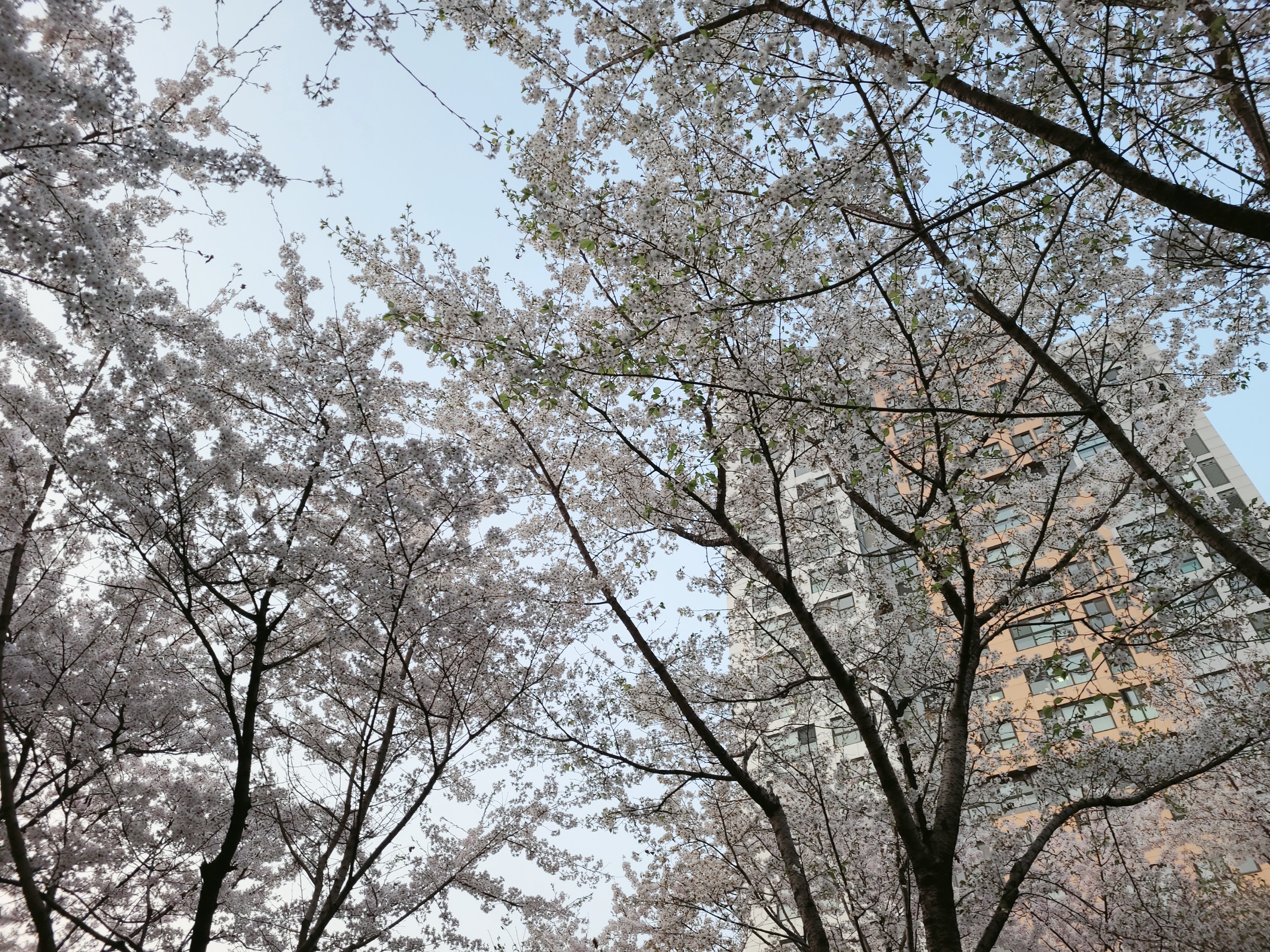공덕역 경의선 숲길 벚꽃 구경 플레이스