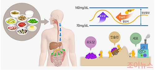 음식물 섭취시 당 변화_이미지출처:국가건강정보포털