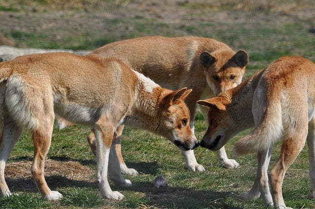 프레이저섬 야생개인 딩고 3마리