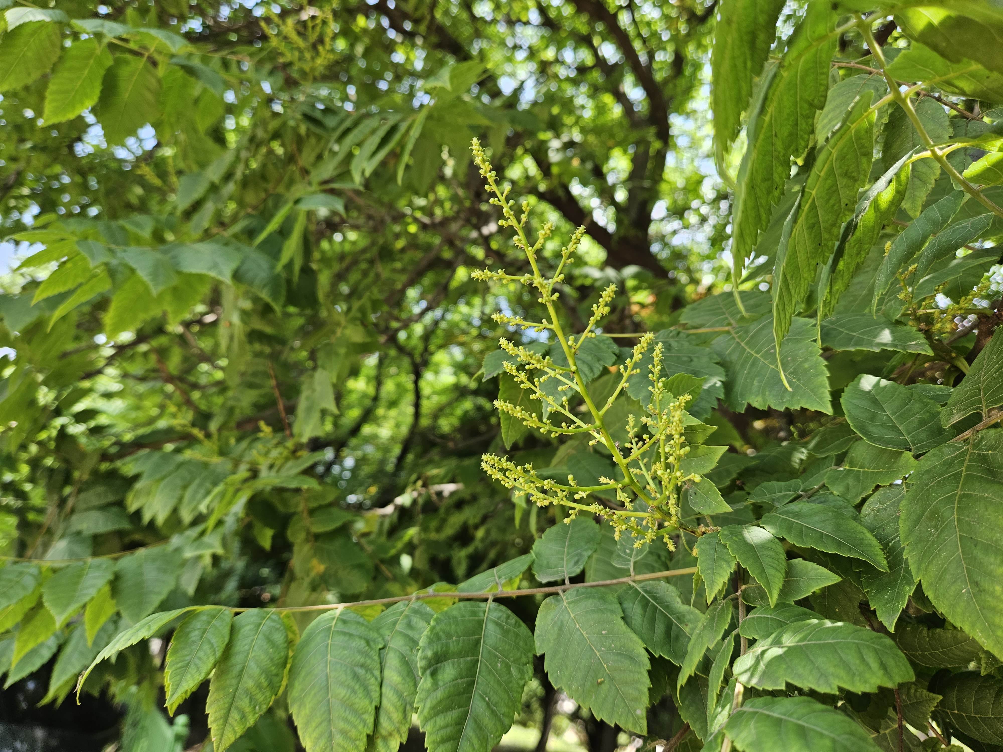 모감주나무 곷1