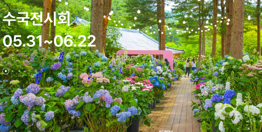 서울-근교-아침고요수목원-수국전시회