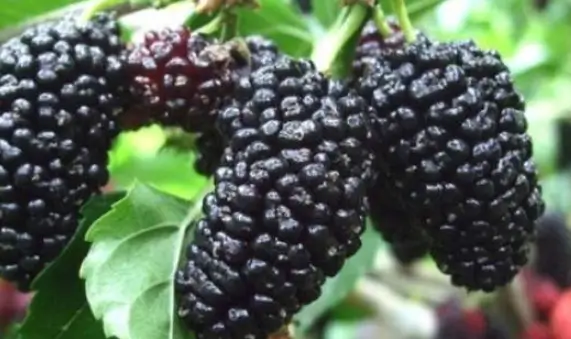 오디 효능 효과