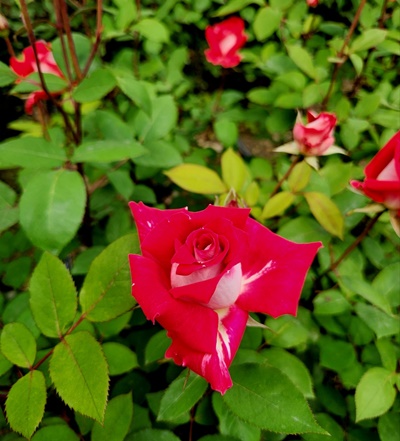 빨간장미한송이