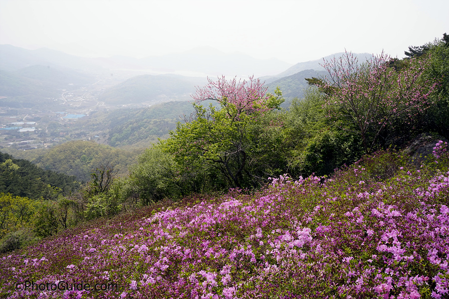 진달래꽃-고려산