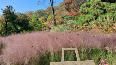 단풍명소_화담숲_핑크뮬리