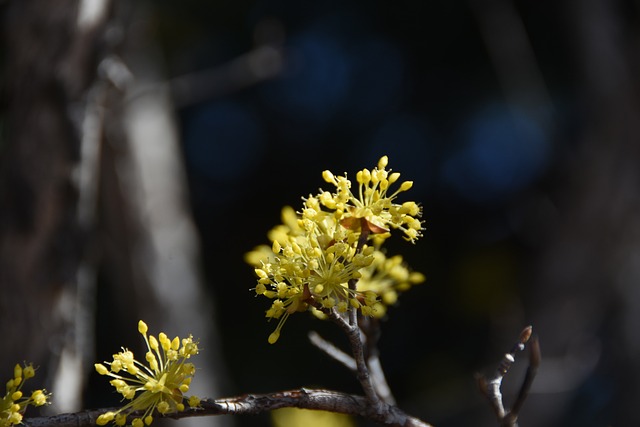 구례 산수유꽃 축제