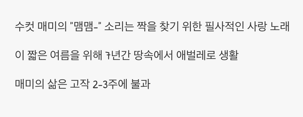 5. 긴 기다림, 그리고 짧은 노래