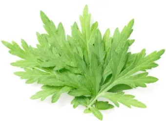 쑥 효능 부작용 하루 섭취량 먹는법_7