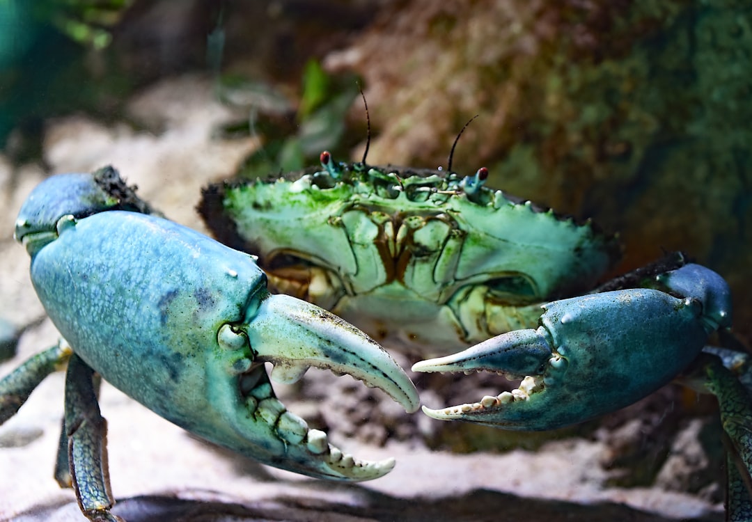 crab