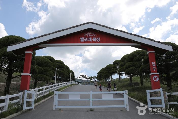 증평 벨포레목장