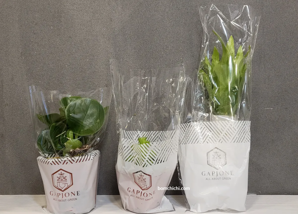 포장되어 있는 청페페, 피쉬본, 아비스고사리 사진