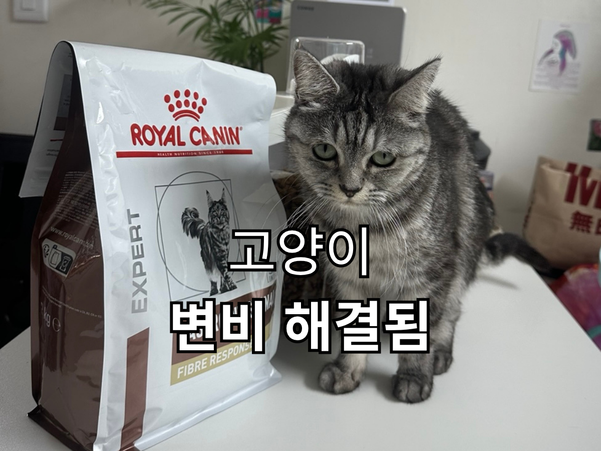 귀여운 고양이 사진과 함께 "고야이 변비 해결됨"이라는 문구가 적힌 블로그 썸네일 이미지