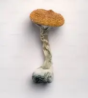 팽이버섯 효능