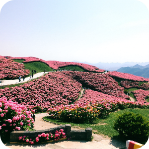 황매산 철쭉제 이미지