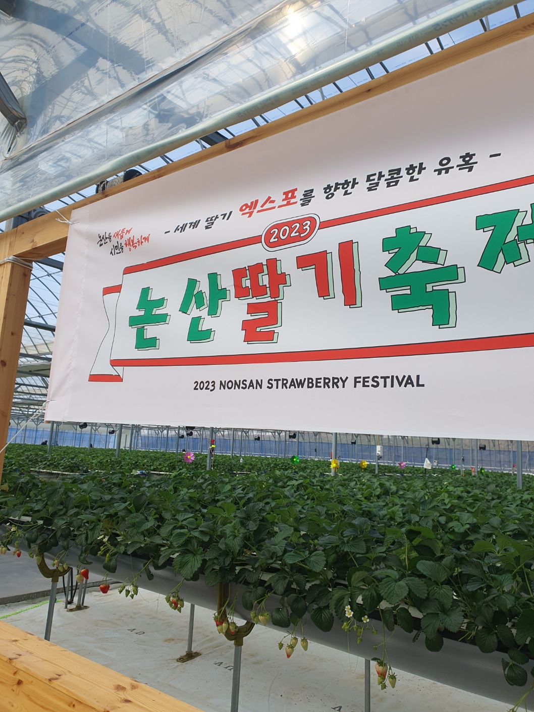 논산 딸기체험
