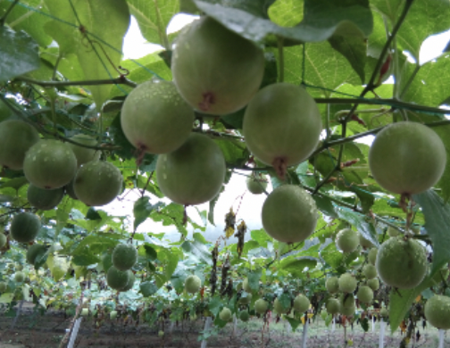 농협상품권 사용처