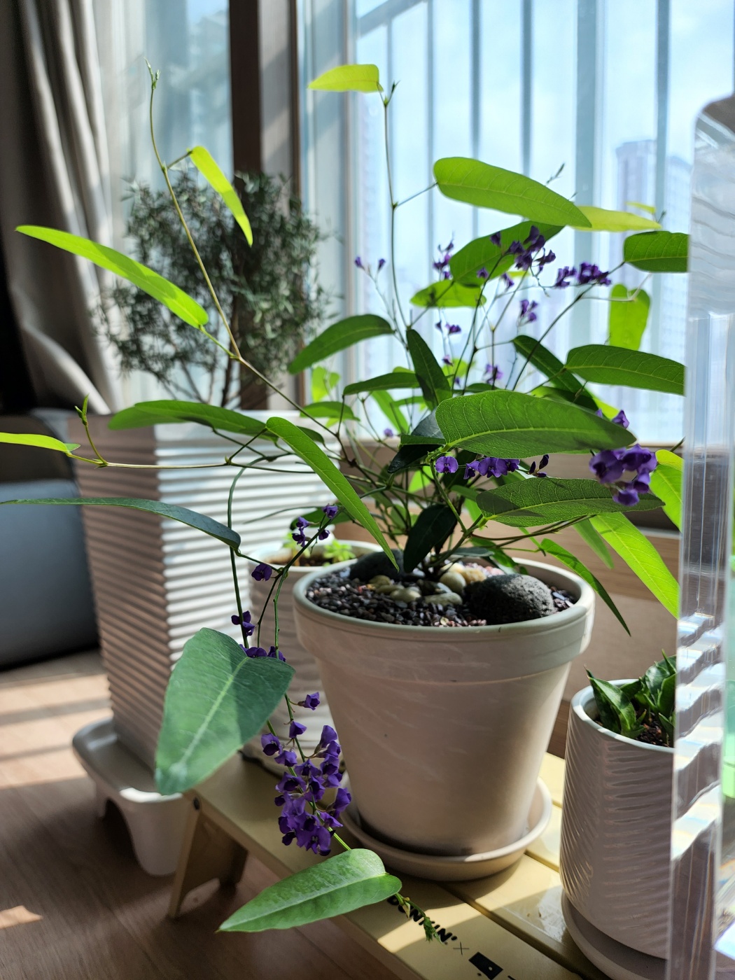 이사오기전 건강한모습