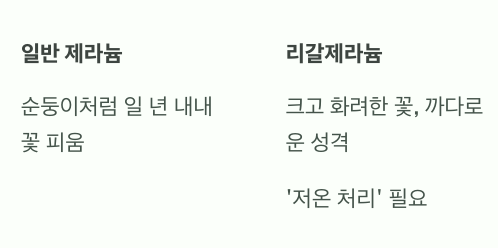 &amp;#39;리갈제라늄&amp;#39;은 어떤 제라늄일까?