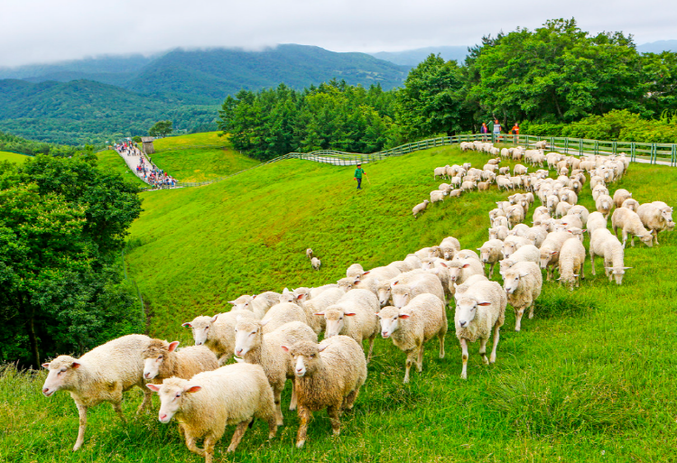 대관령 양떼목장