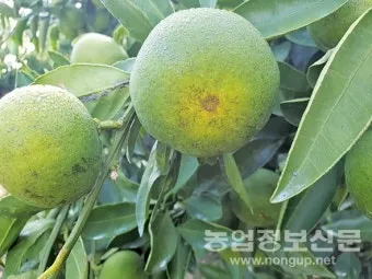 감귤 재배 노지 월동 비가림 하우스 관수 관리_12