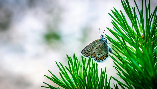 러브버그 방역신청 안내