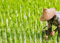 농민수당 신청자격 확인 및 지급 신청