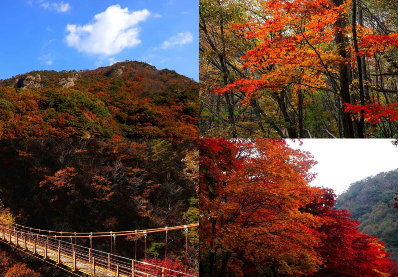 대둔산 단풍 절정시기