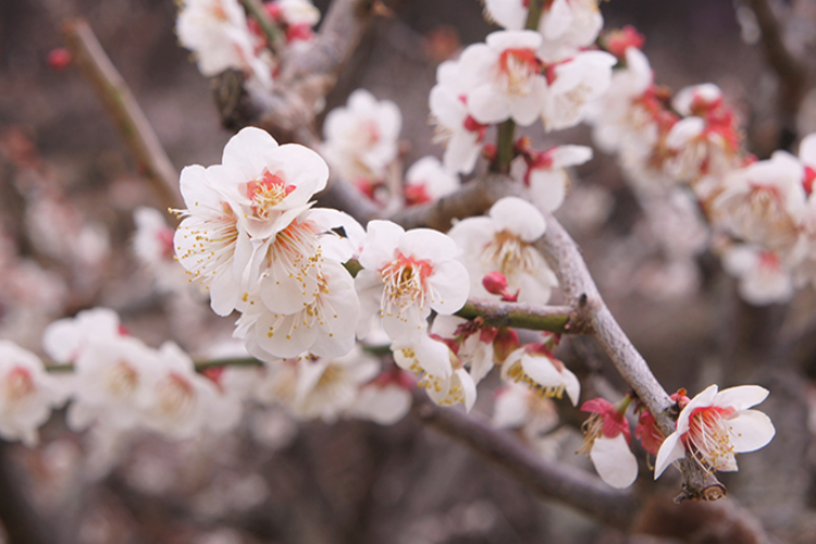 양산 원동 매화축제
