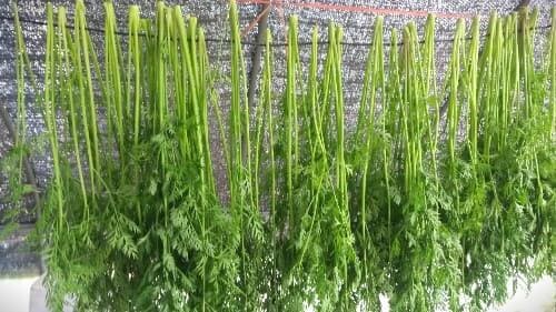 당근잎가루-만들기-당근잎-말리기